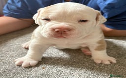 Olde English Bulldogge dogs for sale: Stunning Litter of OldTyme English Bulldogge!!💖💙 - Image 2