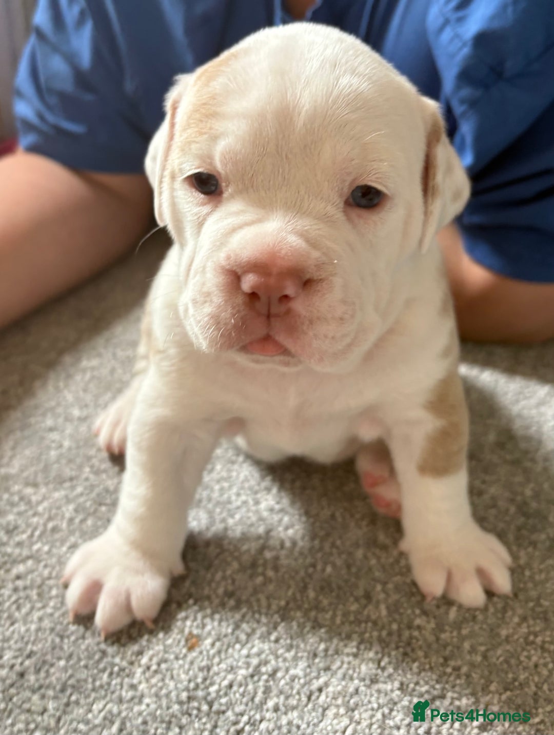 Olde English Bulldogge dogs for sale: Stunning Litter of OldTyme English Bulldogge!!💖💙 - Image 2