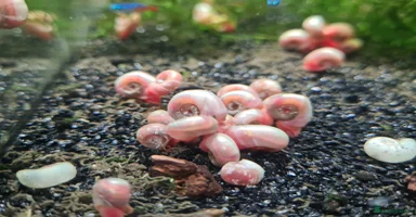 Snails invertebrates - Advert 5