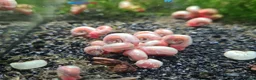 Snails invertebrates for sale: 10x Ramshorn snails Free shipping - Advert 2