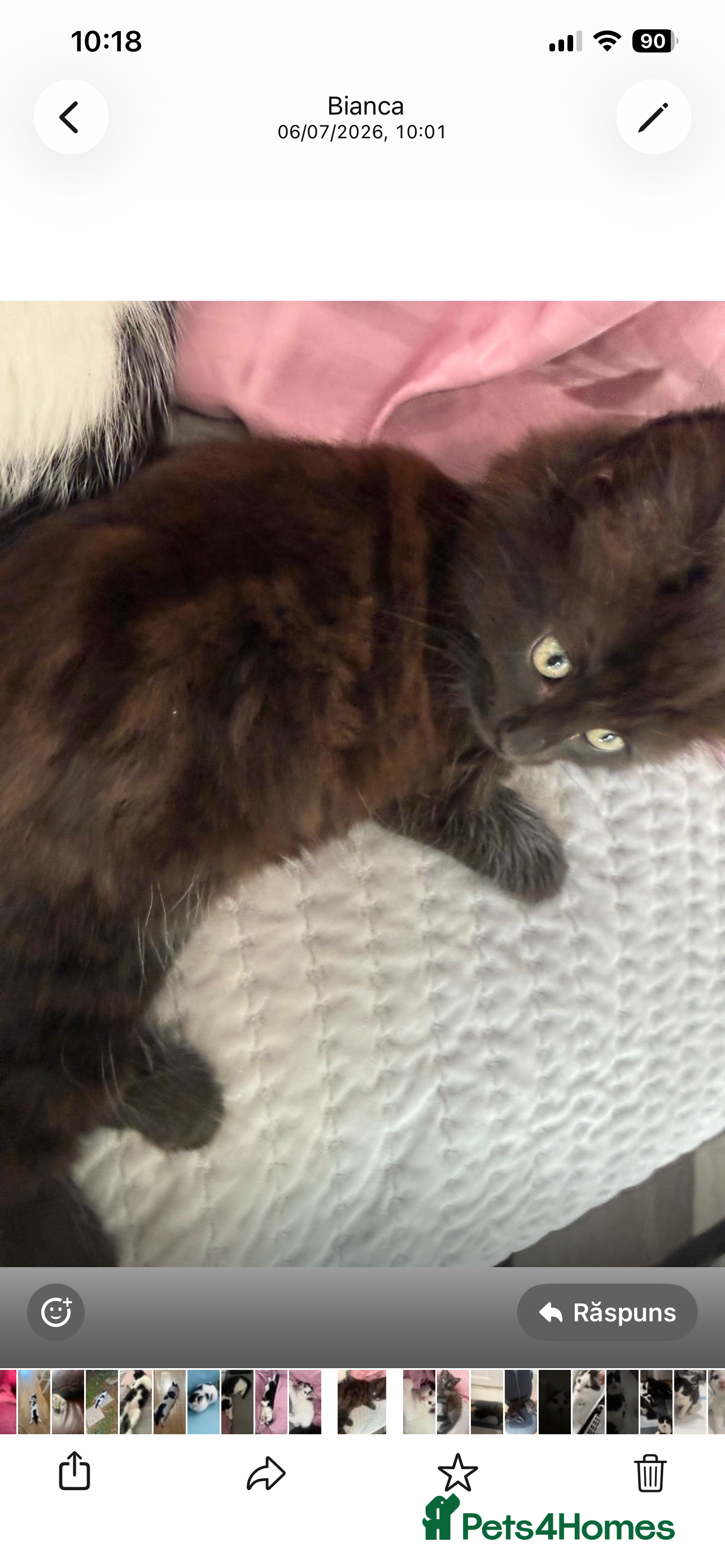 Mixed Breed cats 5 little baby ready to go  - Advert 2