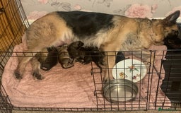 German Shepherd dogs for sale: German shepherd puppies - Image 6