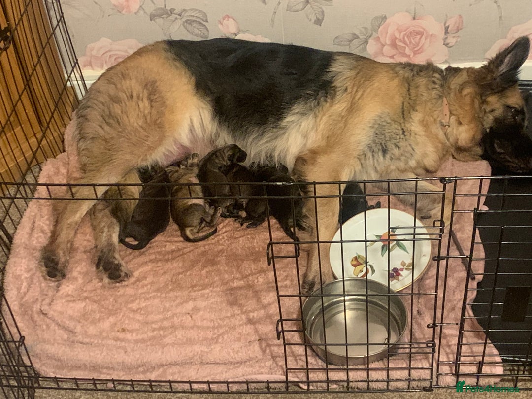 German Shepherd dogs for sale: German shepherd puppies - Image 6
