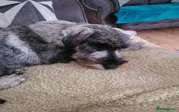 Schnauzer dogs for sale: STANDARD SCHNAUZER PUUPY - Image 4