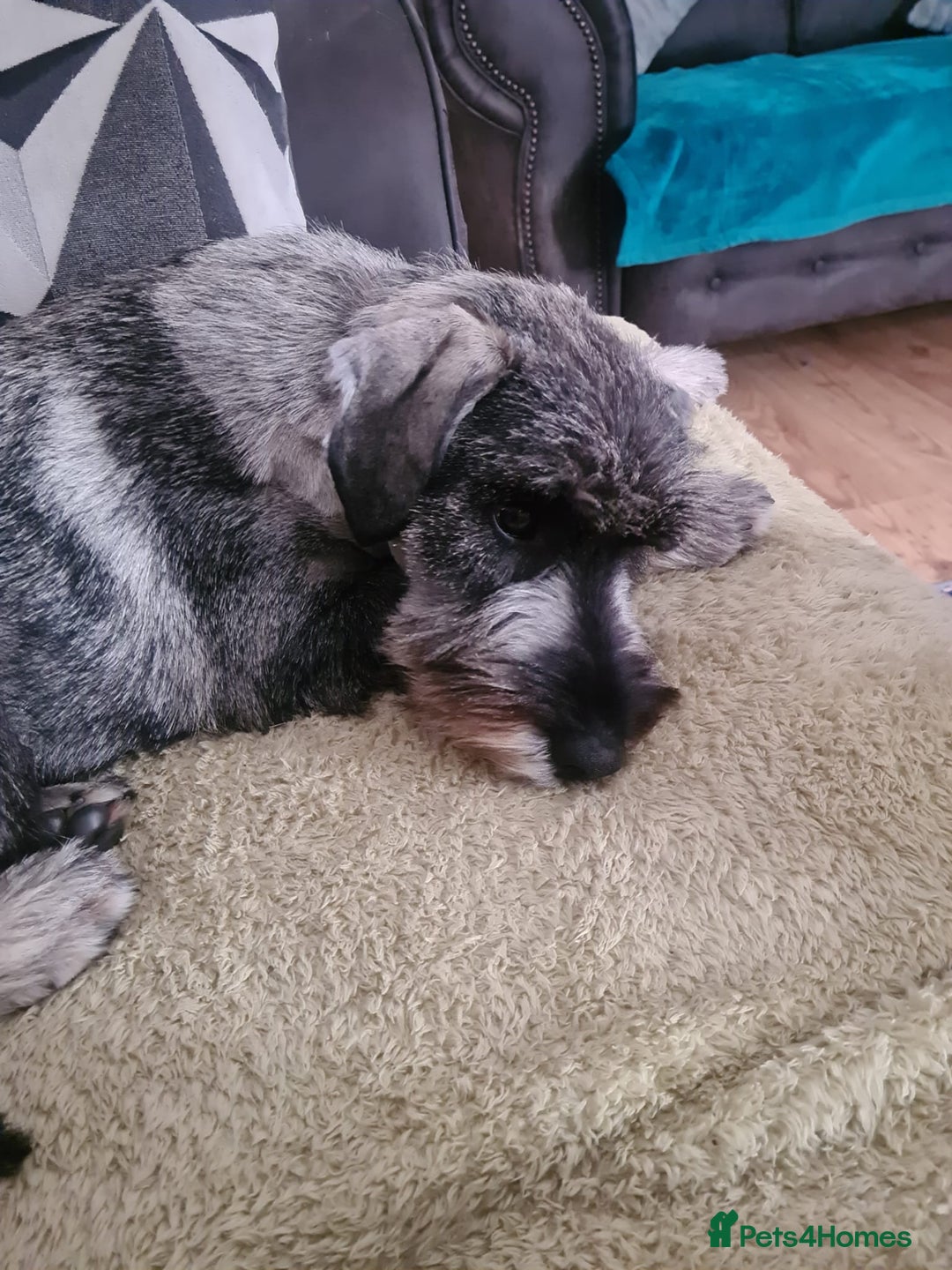 Schnauzer dogs for sale: STANDARD SCHNAUZER PUUPY - Image 4