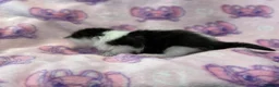 Mixed Breed cats for sale: Stunning Kittens for Sale  - Advert 16
