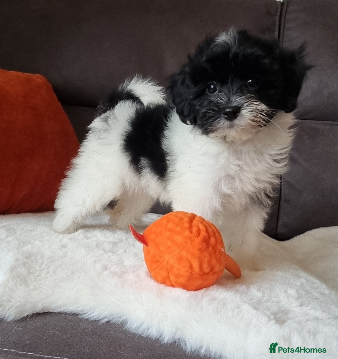 Cockapoo dogs for sale: Best Friend Sofa Companions 🥰 Fully vaccinated  - Image 8