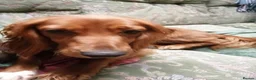 Cocker Spaniel dogs for sale: Beautiful KC Registered Cocker Spaniel Puppies  - Advert 22
