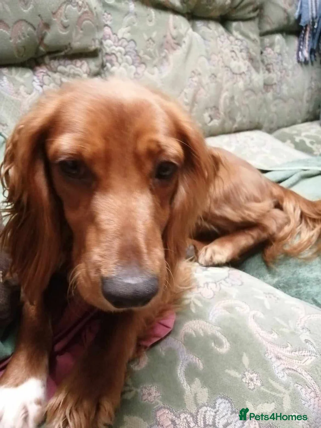 Cocker Spaniel dogs for sale: Beautiful KC Registered Cocker Spaniel Puppies  - Advert 22