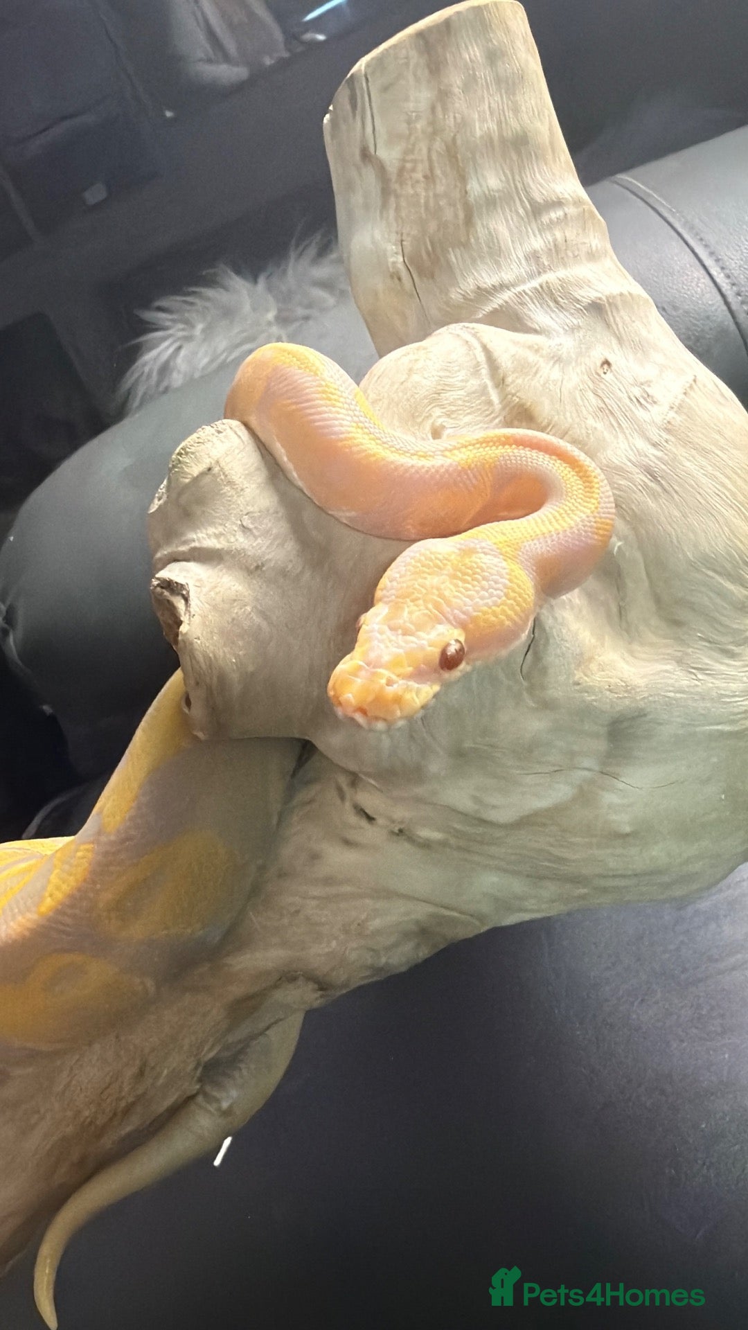 Python Snake reptiles (LZ-26-14) Candy-Leo-66% het Pied Female  - Advert 12
