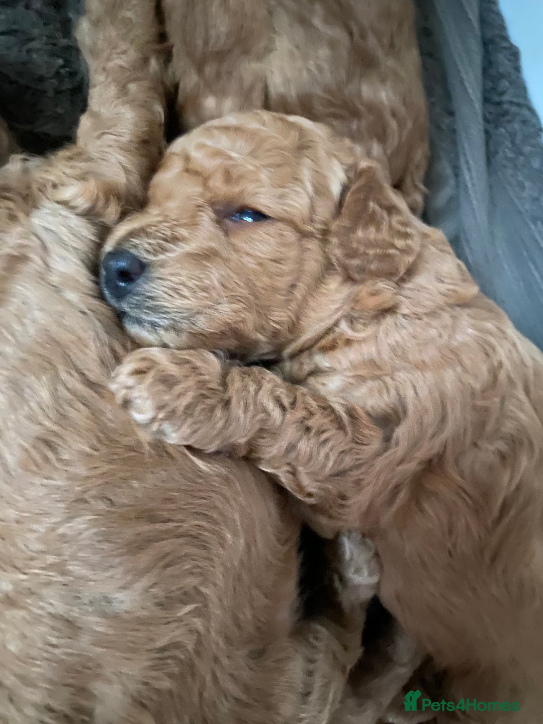 Toy Poodle dogs for sale: KC Toy Poodles Health Tested - Advert 14