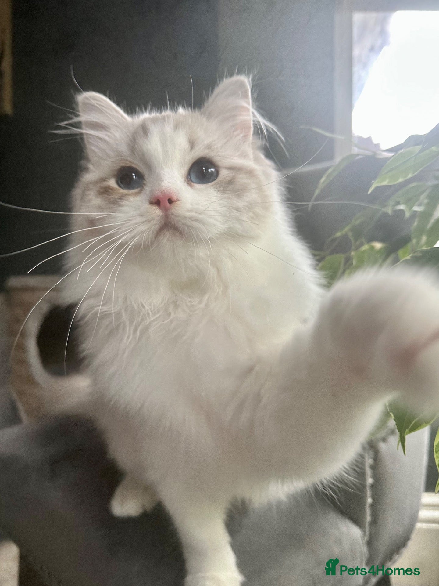 Ragdoll cats STUNNING BLUE TABBY BI COLOUR FEMALE AVAILABLE  - Advert 15