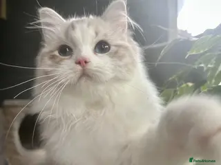 Ragdoll cats STUNNING BLUE TABBY BI COLOUR FEMALE AVAILABLE - Advert 15