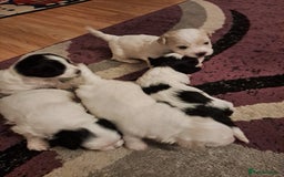 Bichon Frise dogs for sale: 4beautiful Bichon Frise puppies (3boys and 1 girl) - Image 24