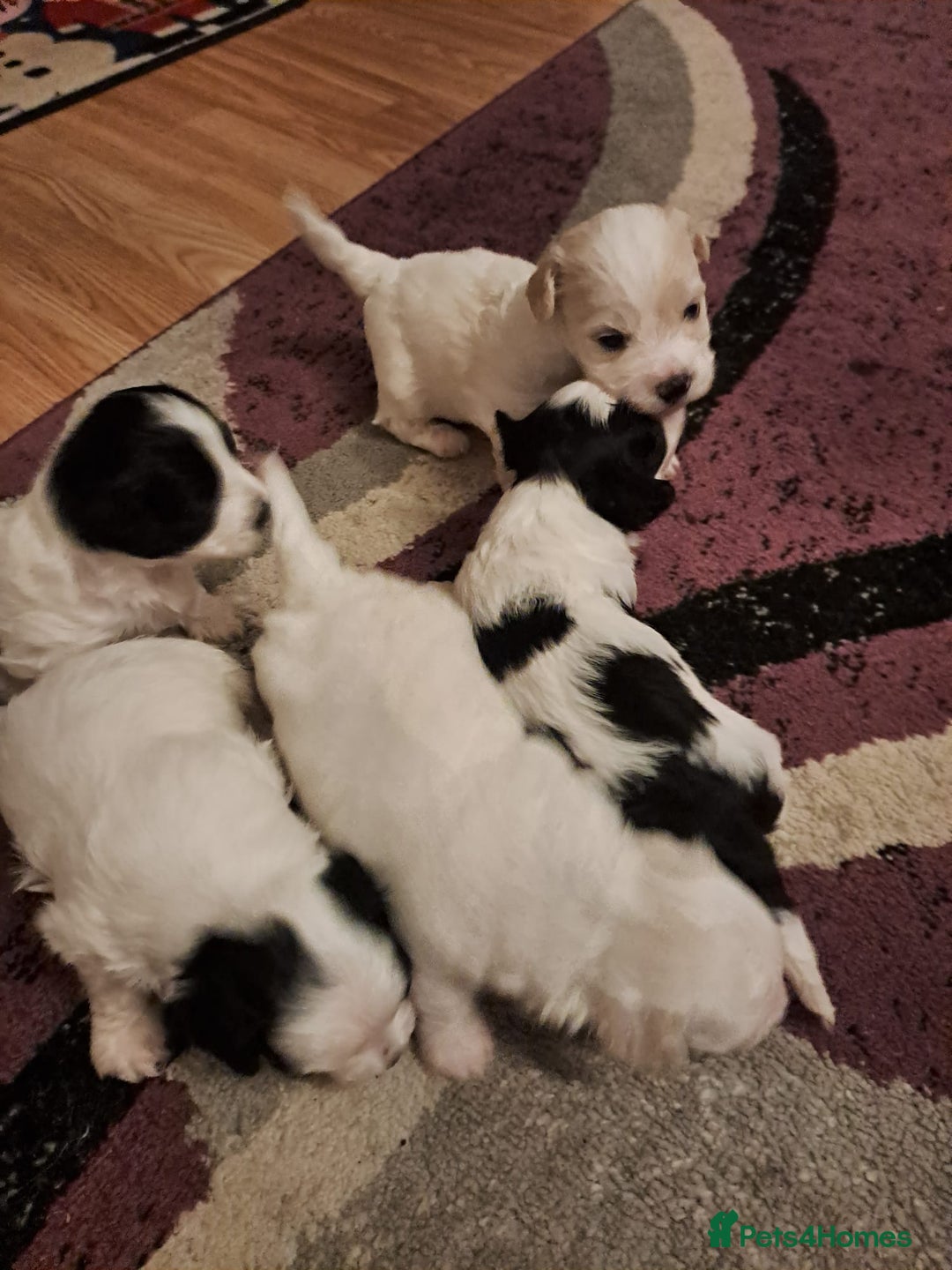 Bichon Frise dogs for sale: 4beautiful Bichon Frise puppies (3boys and 1 girl) - Image 24