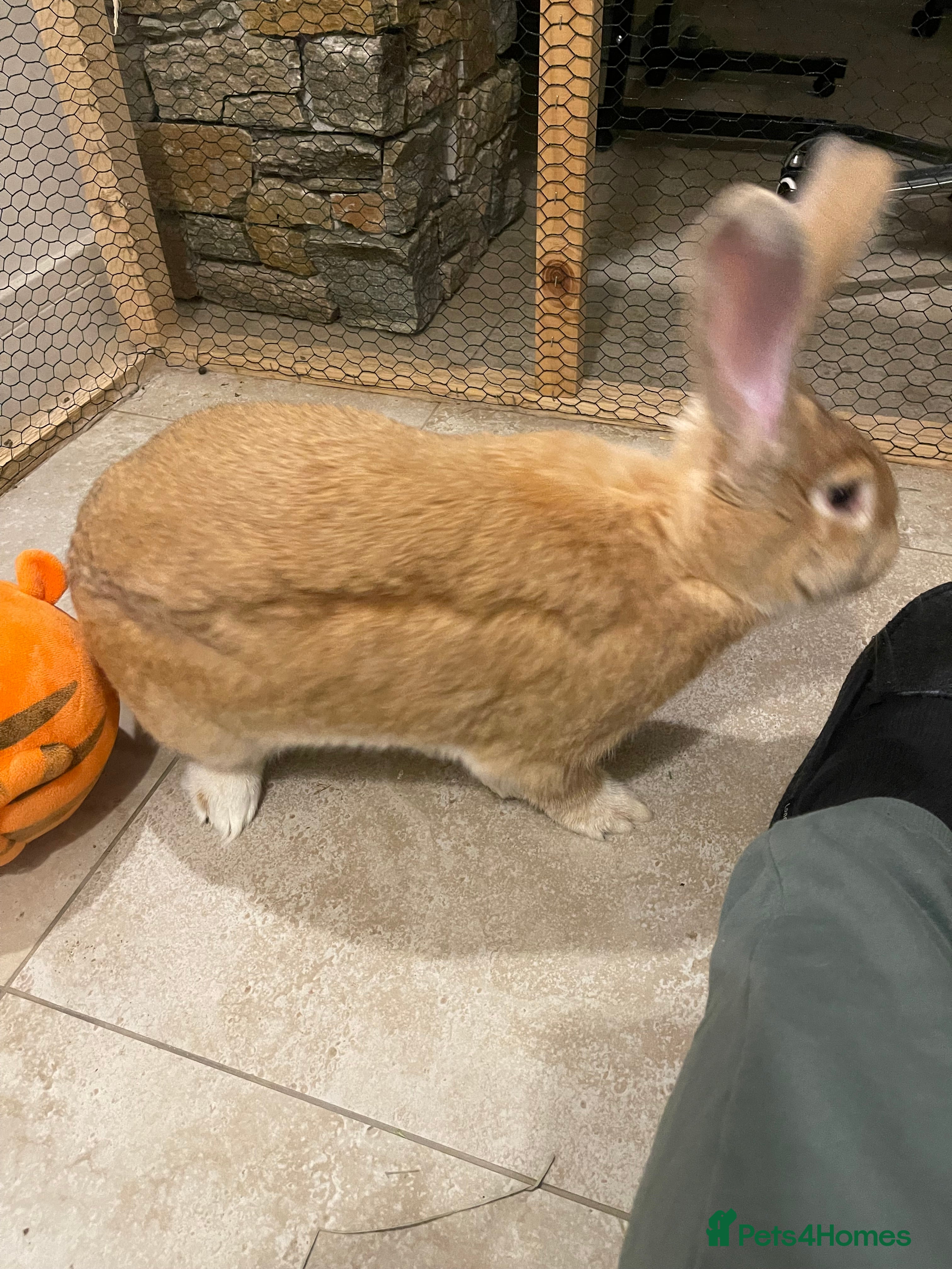 Flemish rabbits Flemish giant boy rabbit  - Advert 3