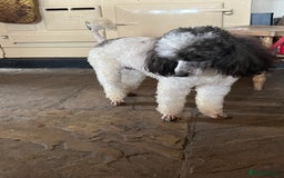 Miniature Poodle dogs for sale: KC Registered Miniature Parti Poodle - Image 6