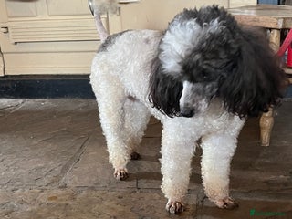 Miniature Poodle dogs - Advert 18