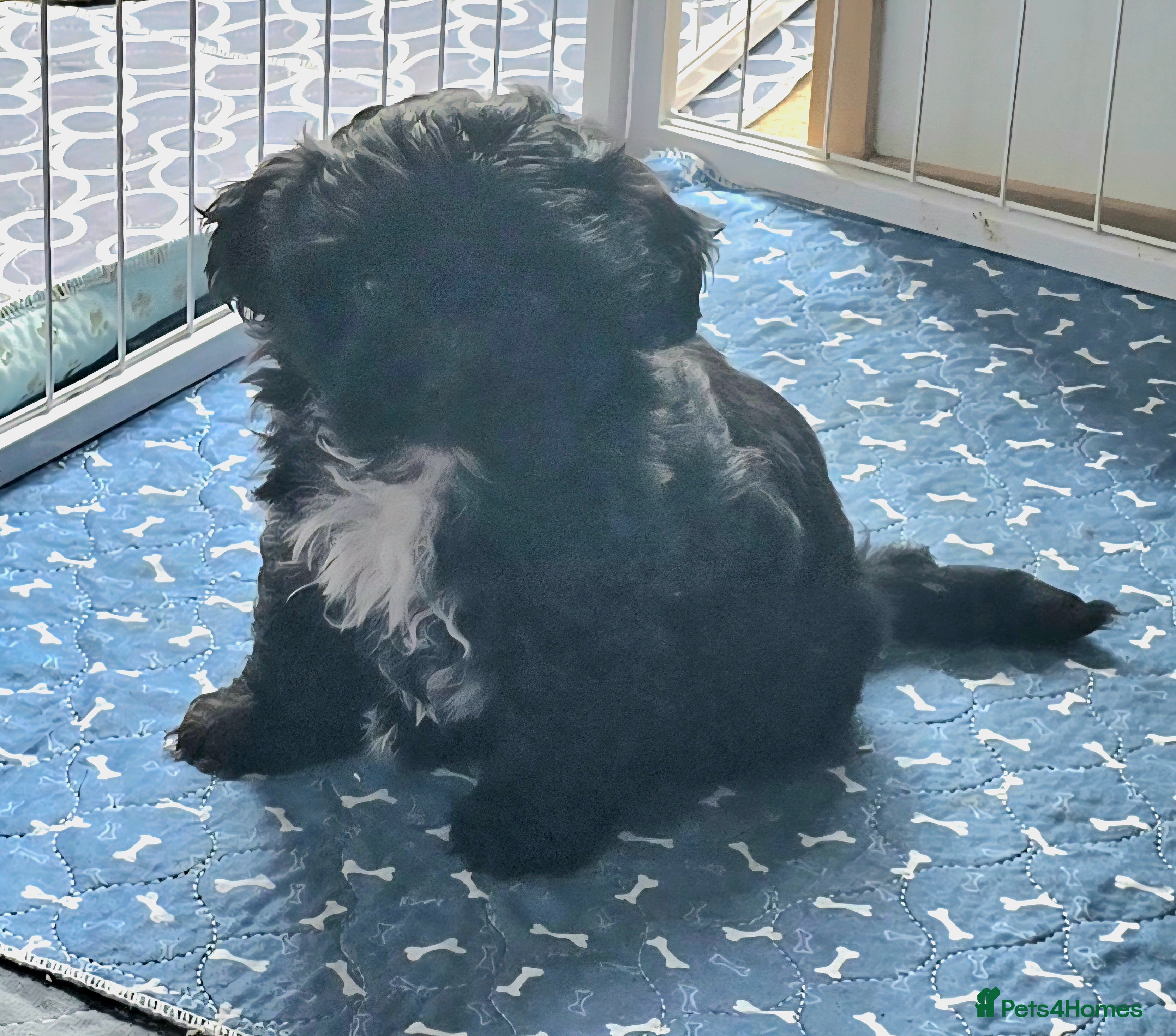 Havanese dogs Pedigree Bolonka pups, a rare breed - Advert 3