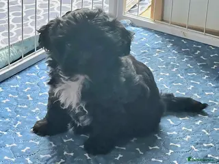 Havanese dogs Pedigree Bolonka pups, a rare breed - Advert 3