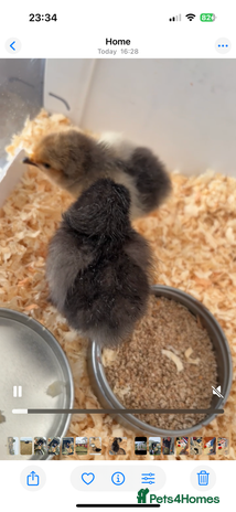Chickens poultry - Advert 8