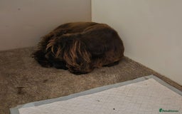 Cocker Spaniel dogs for sale: Cocker Spaniel Puppies Ready To Go!  - Image 12