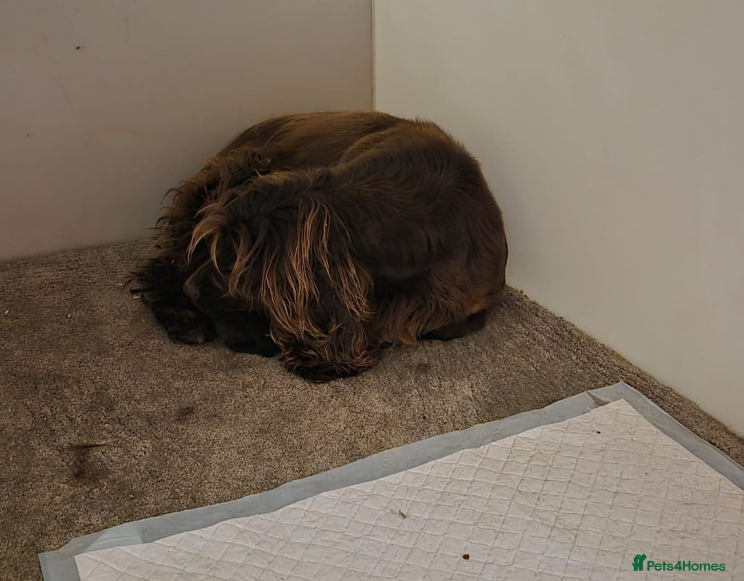 Cocker Spaniel dogs for sale: Cocker Spaniel Puppies Ready To Go!  - Image 12