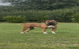 Mixed Breed dogs for sale: American Bulldog Mix - Image 1