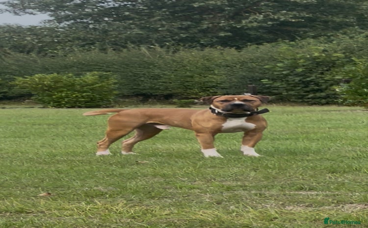 Mixed Breed dogs - Advert 10