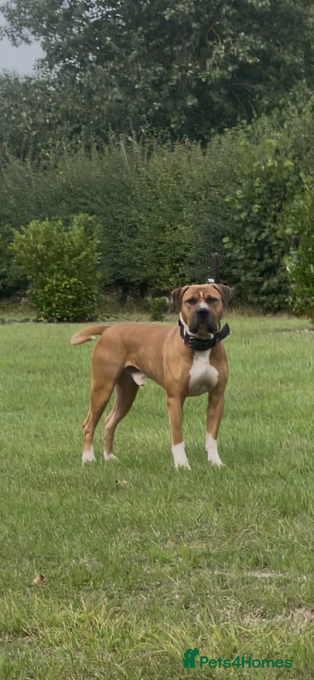 Mixed Breed dogs for sale: American Bulldog Mix - Image 1
