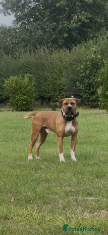 Mixed Breed dogs - Advert 6