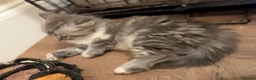 Mixed Breed cats for sale: Mixed breed kittens  - Advert 19