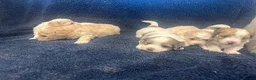 Maltipoo dogs for sale: Beautiful maltipoo  in Portsmouth - Advert 9