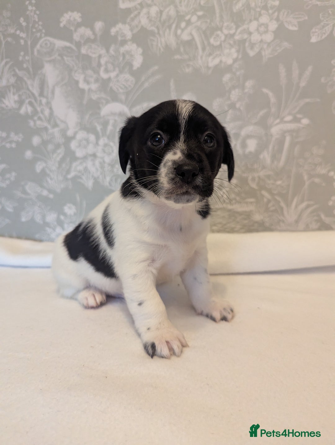 Jack Russell dogs for sale: Jack Russell puppies  - Advert 12