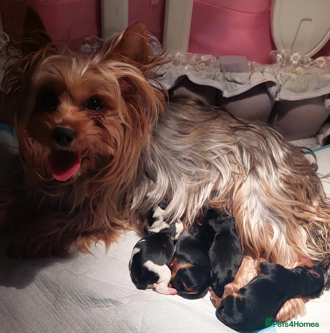 Yorkshire Terrier dogs for sale: Girl yorkshire terrier - Advert 1