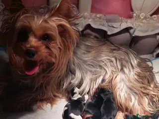 Yorkshire Terrier dogs Girl yorkshire terrier - Advert 1