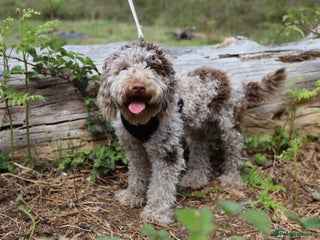 Miniature Poodle dogs - Advert 4