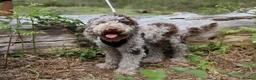 Miniature Poodle dogs for stud: Ralph-Chocolate Merle miniature poodle stud  - Advert 3