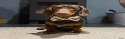 Miniature Dachshund dogs for sale: 6 chocolate dachshunds  - Advert 4