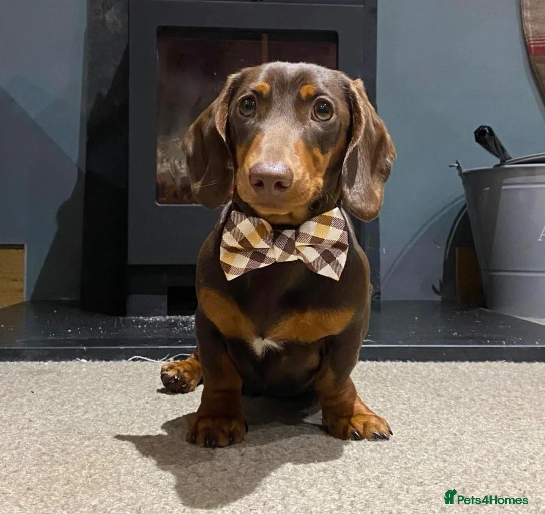 Miniature Dachshund dogs for sale: 6 chocolate dachshunds  - Advert 4