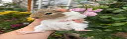 Guinea Pig rodents for sale: Gorgeous baby Guinea pigs - Advert 3