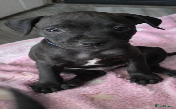 Staffordshire Bull Terrier dogs - Advert 1