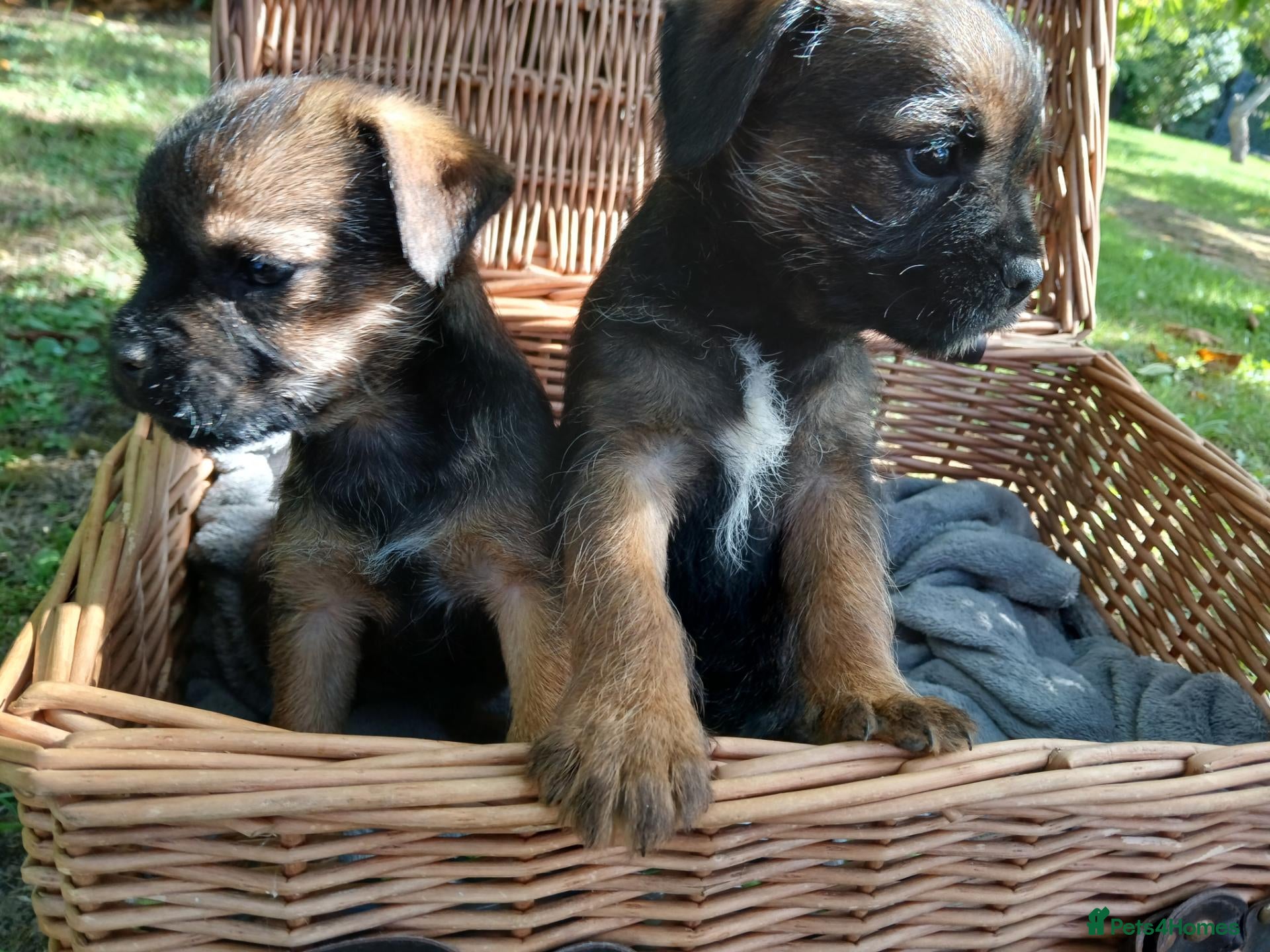 Border Terrier dogs Border terrier puppies  - Advert 1