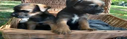 Border Terrier dogs for sale: Border terrier puppies  in Maidstone - Advert 1