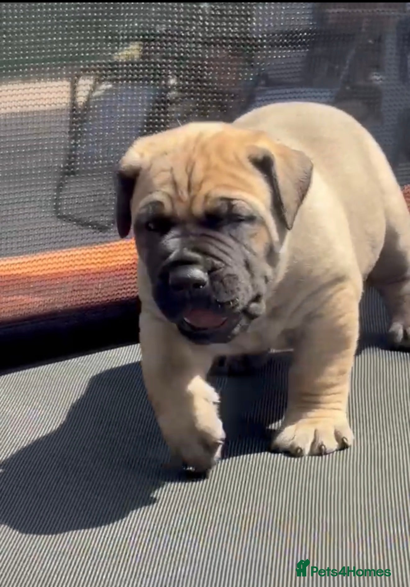 Presa Canario dogs Purebred chunky presa canario puppies  - Advert 2