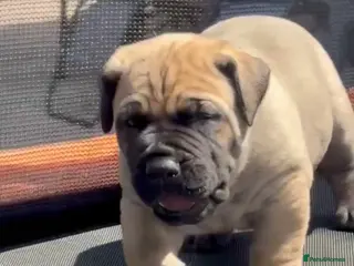 Presa Canario dogs Purebred chunky presa canario puppies - Advert 2