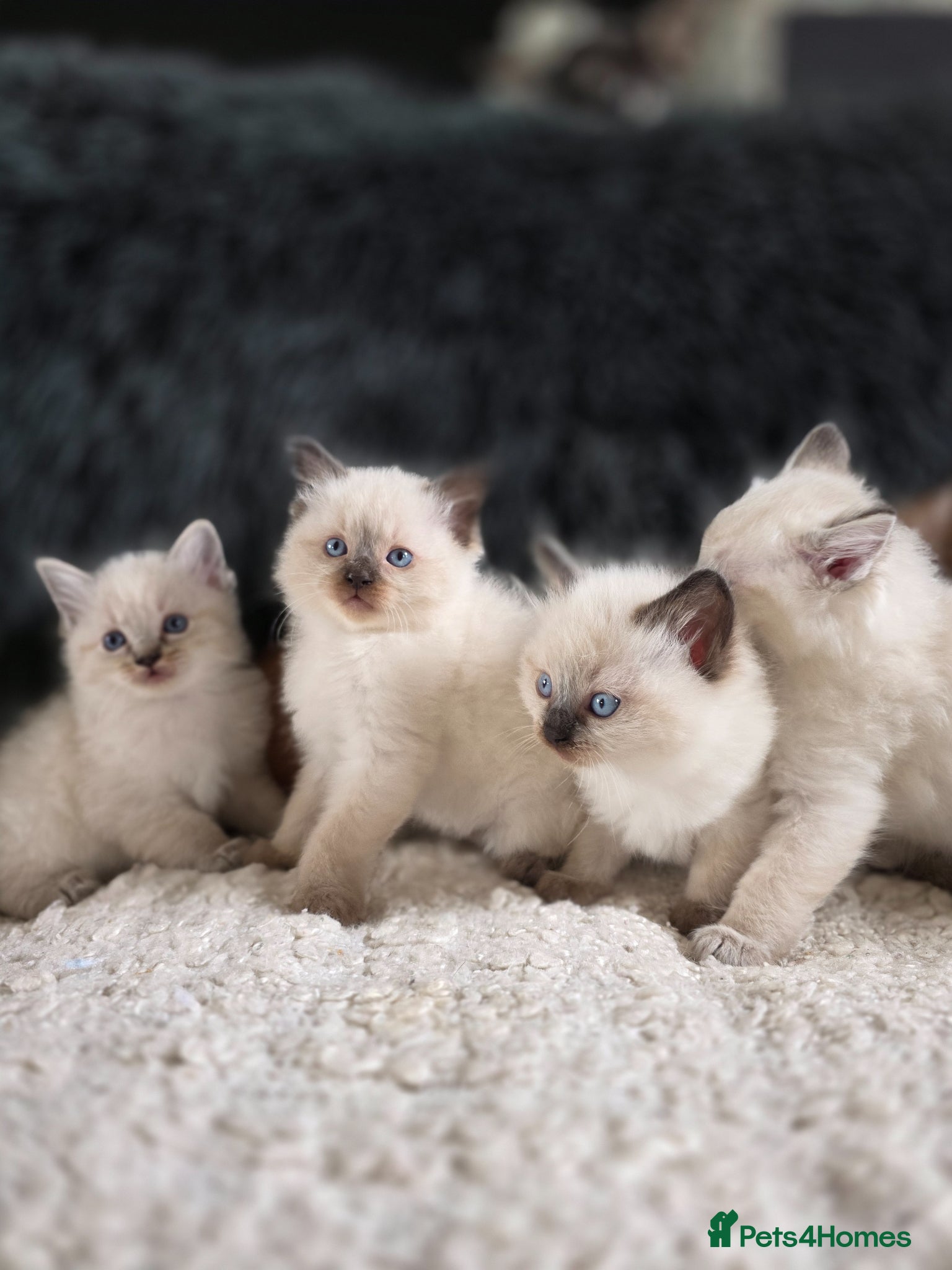 Ragdoll cats Beautiful Ragdol Kittens  - Advert 1