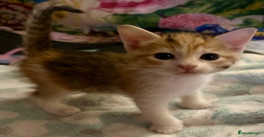 Mixed Breed cats 2 beautiful kittens for sale - Advert 4