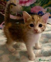 Mixed Breed cats 2 beautiful kittens for sale - Advert 13