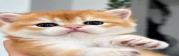 Scottish Fold cats for sale: Scottish Straight Golden Shaded in Poole - Advert 6